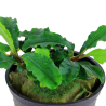 Bucephalandra pygmaea Bukit Kelam | Flore-Aquatique