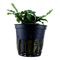 Bucephalandra pygmaea Bukit Kelam | Flore-Aquatique