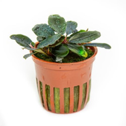 Bucephalandra sordidula Blue – Buce aux reflets bleus