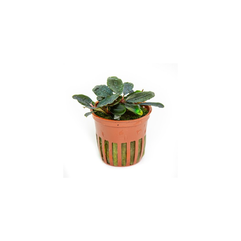 Bucephalandra sordidula Blue – Buce aux reflets bleus