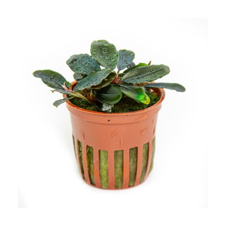 Bucephalandra sordidula Blue – Buce aux reflets bleus