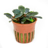 Bucephalandra sordidula Blue – Buce aux reflets bleus