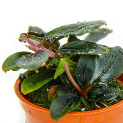 Bucephalandra sordidula Blue – Buce aux reflets bleus