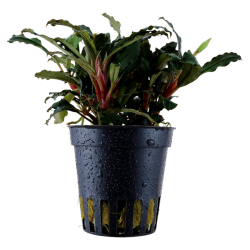 Bucephalandra Red – Buce rouge aquarium premium | Flore-Aquatique