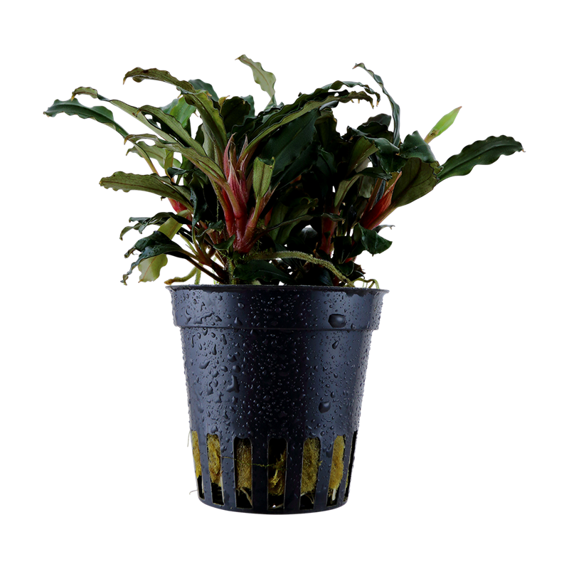Bucephalandra Red – Buce rouge aquarium premium | Flore-Aquatique