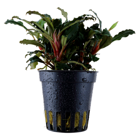 Bucephalandra Red – Buce rouge aquarium premium | Flore-Aquatique