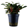 Bucephalandra Red – Buce rouge aquarium premium | Flore-Aquatique