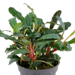 Bucephalandra Red – Buce rouge aquarium premium | Flore-Aquatique