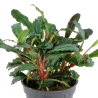 Bucephalandra Red – Buce rouge aquarium premium | Flore-Aquatique