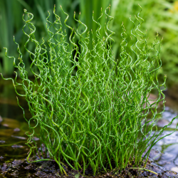 Juncus effusus Spiralis – Jonc Tortillé pour bassin et poubellarium