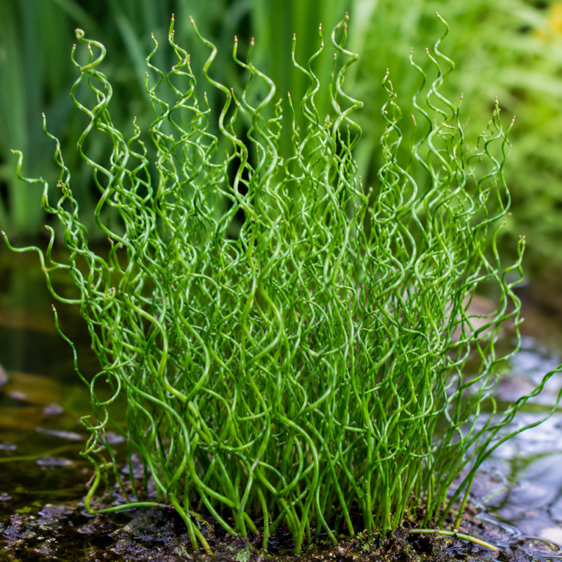 Juncus effusus Spiralis – Jonc Tortillé pour bassin et poubellarium