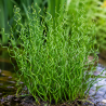 Juncus effusus Spiralis – Jonc Tortillé pour bassin et poubellarium