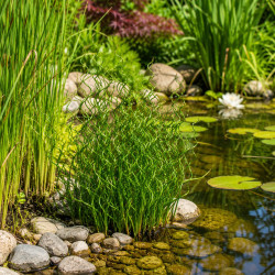 Juncus effusus Spiralis – Jonc Tortillé pour bassin et poubellarium