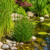 Juncus effusus Spiralis – Jonc Tortillé pour bassin et poubellarium