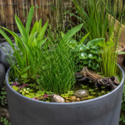 Juncus effusus Spiralis – Jonc Tortillé pour bassin et poubellarium