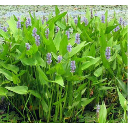 Pontederia cordata – Plante de bassin à floraison bleue