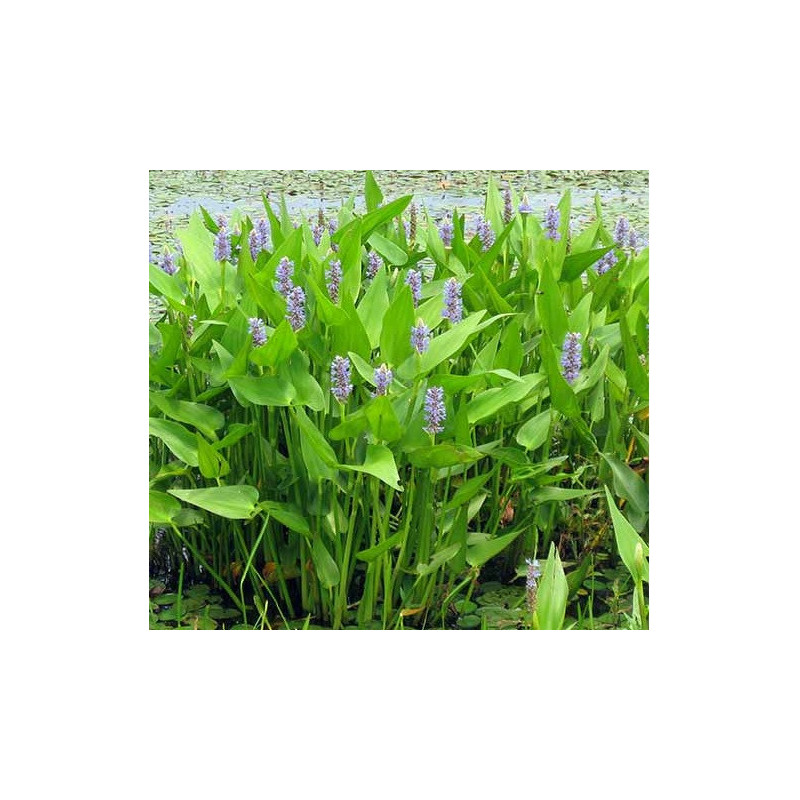 Pontederia cordata – Plante de bassin à floraison bleue