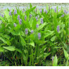 Pontederia cordata – Plante de bassin à floraison bleue