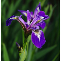 Iris versicolor – Iris bleu d’Amérique – Plante de bassin