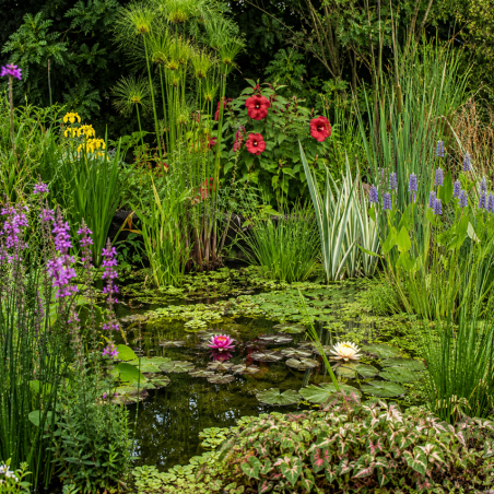 Pack Oasis Naturelle XXL – 20 Plantes pour Bassin & Phytoépuration
