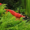 Crevette Sakura Red – Neocaridina heteropoda rouge vif pour aquarium