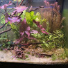 Nymphaea lotus – Nymphée décorative pour aquarium
