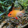 Microgeophagus ramirezi (Papiliochromis) doré Sélection 4-4,5 cm