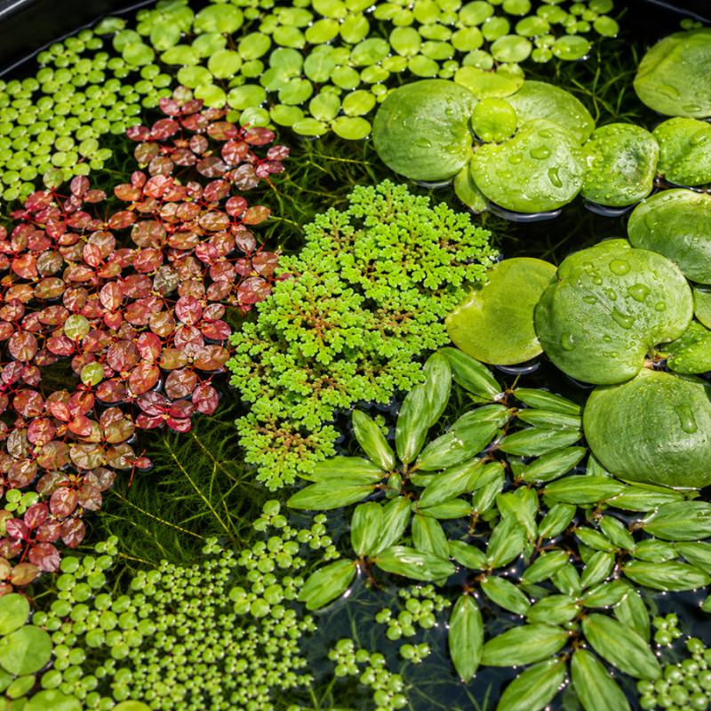 Plante Flottante de la Semaine – Sélection Surprise Premium