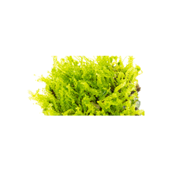 Pearl Moss – Solenostoma tetragonum | Hépatique rare pour aquarium