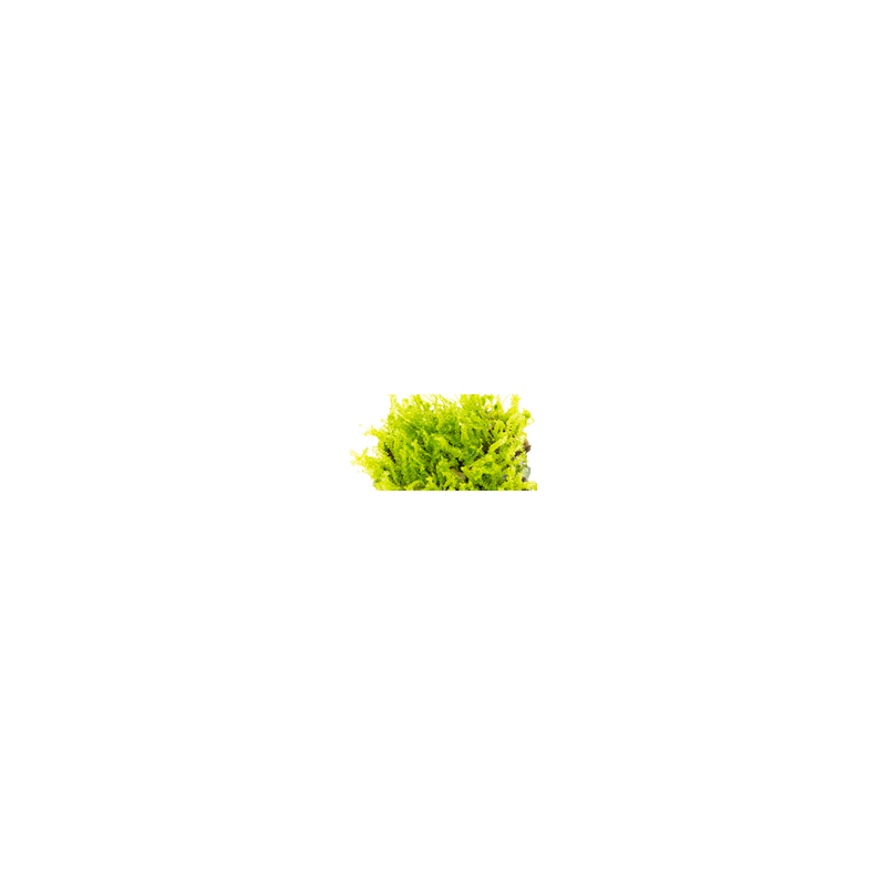 Pearl Moss – Solenostoma tetragonum | Hépatique rare pour aquarium