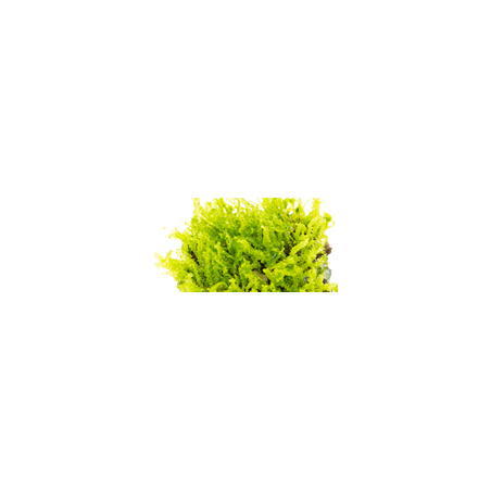 Pearl Moss – Solenostoma tetragonum | Hépatique rare pour aquarium