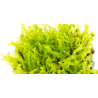 Pearl Moss – Solenostoma tetragonum | Hépatique rare pour aquarium