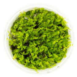 Pearl Moss – Solenostoma tetragonum | Hépatique rare pour aquarium
