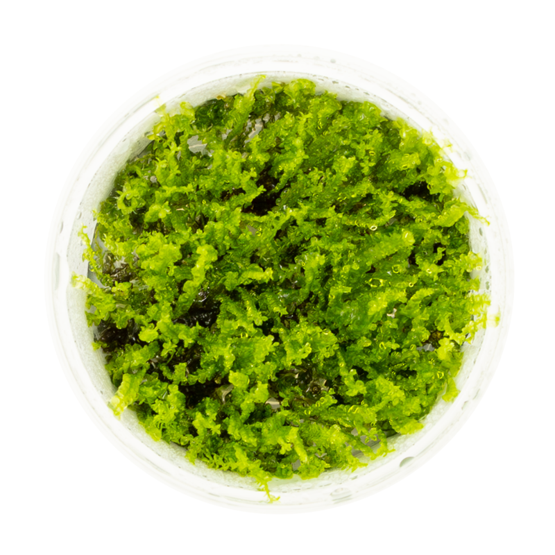 Pearl Moss – Solenostoma tetragonum | Hépatique rare pour aquarium