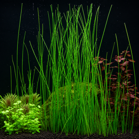 Eleocharis montevidensis - Grande plante gazonnante pour aquarium