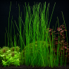 Eleocharis montevidensis - Grande plante gazonnante pour aquarium
