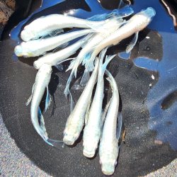 Médaka Shiratsubasa Longfin (白翼) - Médaka japonais de bassin