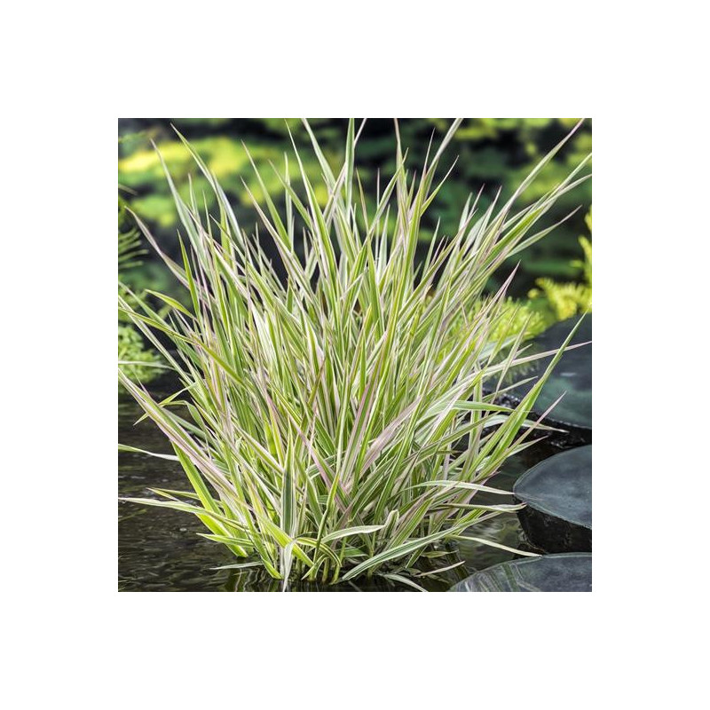 Phalaris arundinacea 'Picta' – Rubanier panaché | Plante de bassin |