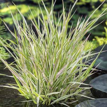 Phalaris arundinacea 'Picta' – Rubanier panaché | Plante de bassin |