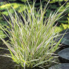 Phalaris arundinacea 'Picta' – Rubanier panaché | Plante de bassin |