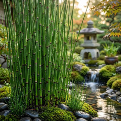 Equisetum japonicum – Prêle du Japon | Plante de bassin |