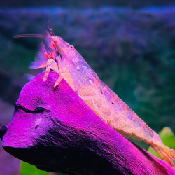 Crevette bambou Atyopsis moluccensis – Crevette d’aquarium filtreuse