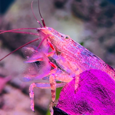 Crevette bambou Atyopsis moluccensis – Crevette d’aquarium filtreuse