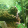 Asolene spixii – Escargot d’aquarium – Mangeur d’algues