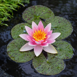 Nymphaea 'Laydekeri Lilacea' – Nénuphar nain poubellarium