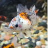 Pearl Scale Grade AAA 7-8 cm – Poisson Rouge Japonais