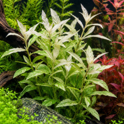 Hygrophila polysperma White - Plante aquarium blanche