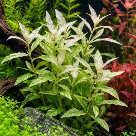 Hygrophila polysperma White - Plante aquarium blanche