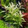 Hygrophila polysperma White - Plante aquarium blanche