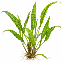Cryptocoryne aponogetifolia – Grande plante d'aquarium